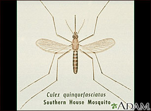 Mosquito, adult