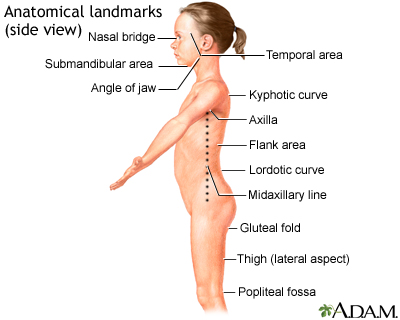 Anatomical landmarks, side view