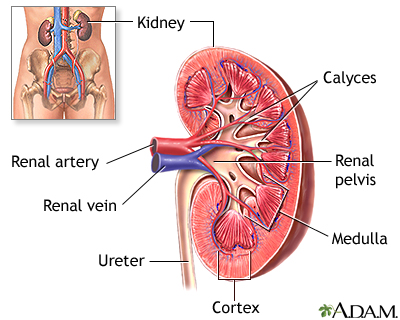 Kidney anatomy