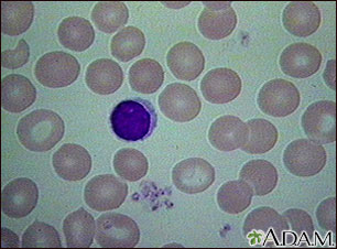 Red blood cells, normal