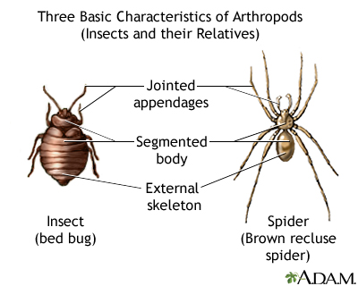 Arthropods, basic features