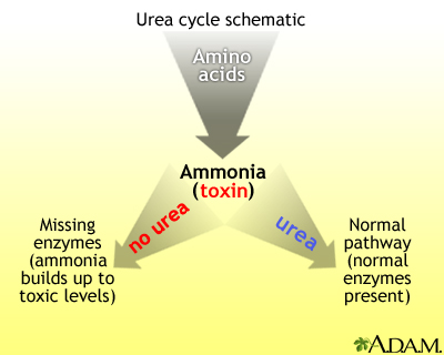 Urea cycle