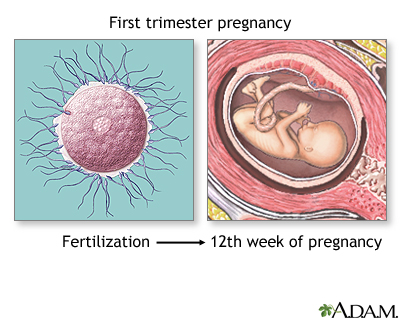 First trimester of pregnancy