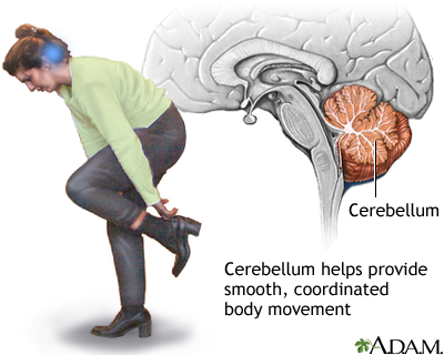 Cerebellum - function