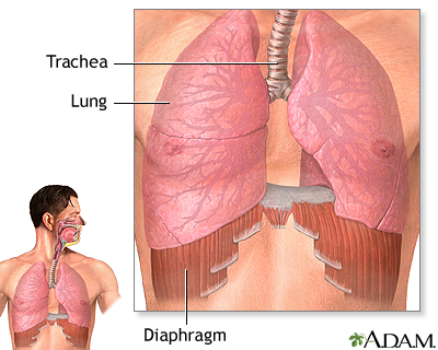Diaphragm and lungs