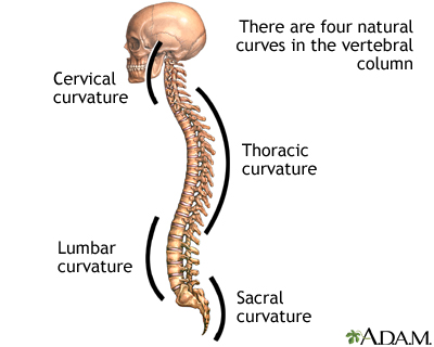 Spinal curves