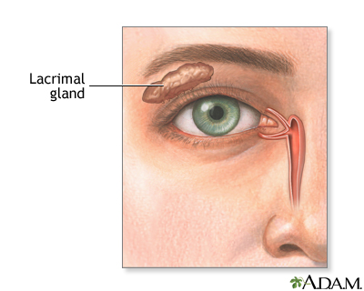 Lacrimal gland