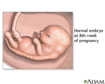 8 Week Old Fetus