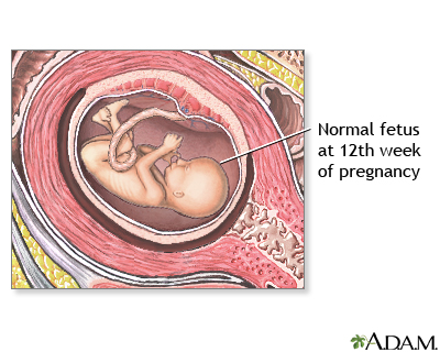 12 Week Old Fetus