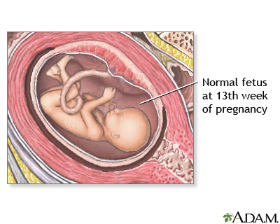 13 Week Old Fetus