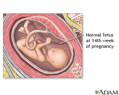 14 Week Old Fetus