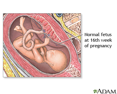 16 Week Old Fetus