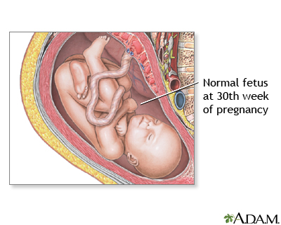 30 Week Old Fetus