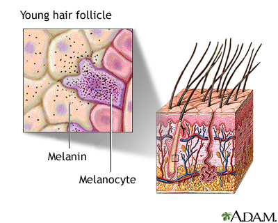 Hair follicle of young person