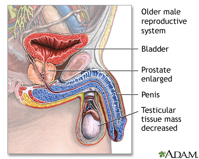 Aged male reproductive system
