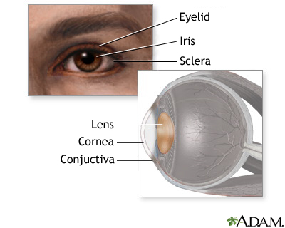 Eye lens anatomy