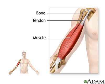 Tendons and muscles