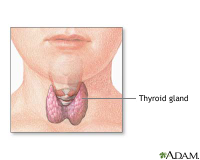 Child thyroid anatomy