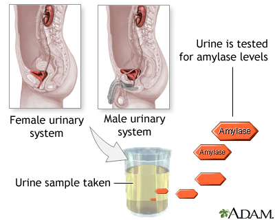 Amylase urine test