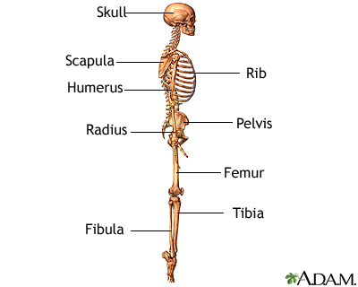 The skeleton (lateral view)
