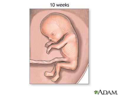 Fetus (10 weeks old)