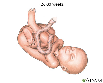 Fetus at 26 to 30 weeks