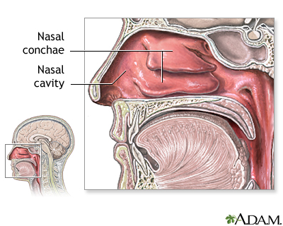 Nasal anatomy