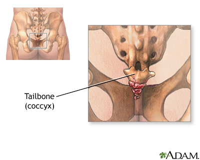 Tailbone (coccyx)