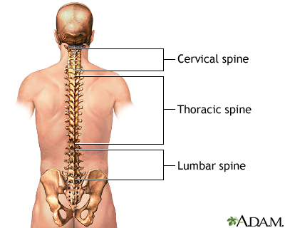 Posterior spinal anatomy